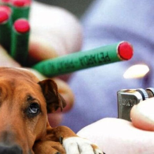 Recomandări pentru protejarea animalelor în perioada sărbătorilor de iarnă