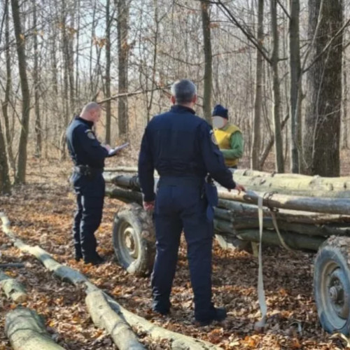 Intervenție a jandarmilor din Botoșani pentru combaterea tăierilor ilegale de arbori