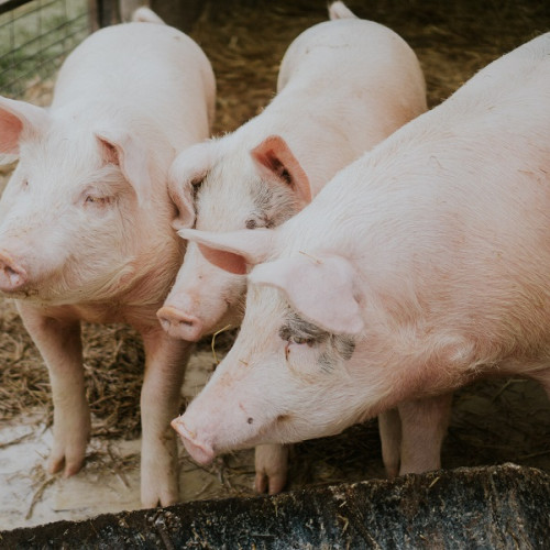 Examinarea carnii de porc pentru Trichinella spp. devine obligatorie