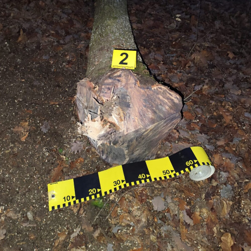 Trei bărbați prinsi de jandarmi în timp ce tăiau ilegal lemne