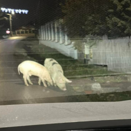 Porcușori evadați în Feleac, judetul Cluj, își croiesc drum spre pârtie