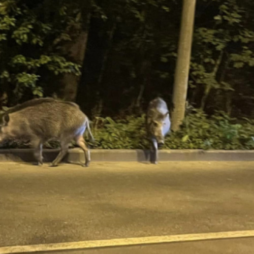 Clujenii se confruntă cu o turmă de porci mistreți în zona Becaș