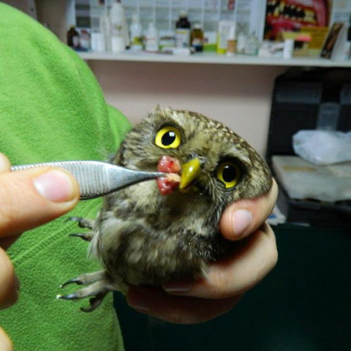 Companiile pot redirecționa 20% din impozitul pe profit pentru salvarea animalelor sălbatice