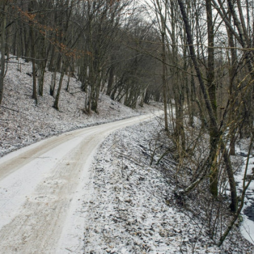 Noul Cod silvic a fost adoptat de Camera Deputaților