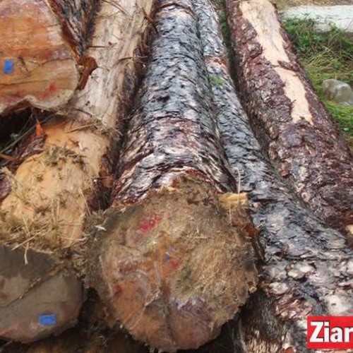 Control al poliției și Gărzii Forestiere în comuna Palanca