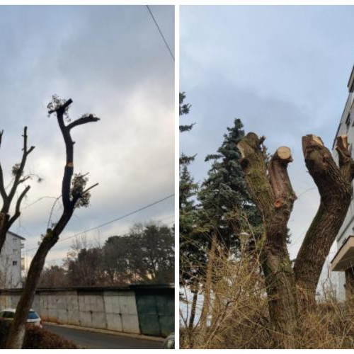 Toleranță zero pentru toaletarea abuzivă a arborilor în Cluj-Napoca