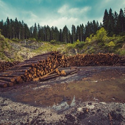 Adoptarea noului Cod silvic în România