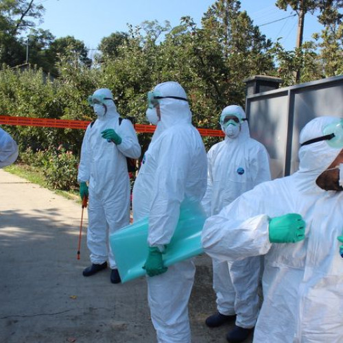 Noi focare de pestă porcină depistate în județul Botoșani