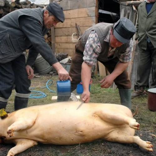 Trichineloza, o boală infectioasă periculoasă, revine în atenția autorităților