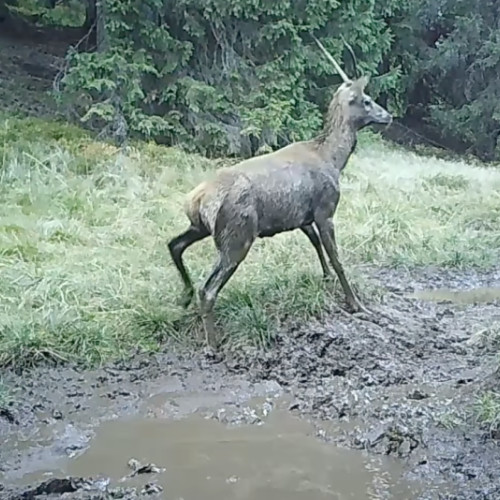 Un cerb jucăuș a atras atenția în Muntii Bucegi