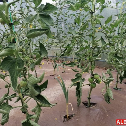 Programul "Prima sera": Românii pot obține granturi de până la 200.000 de euro pentru sere