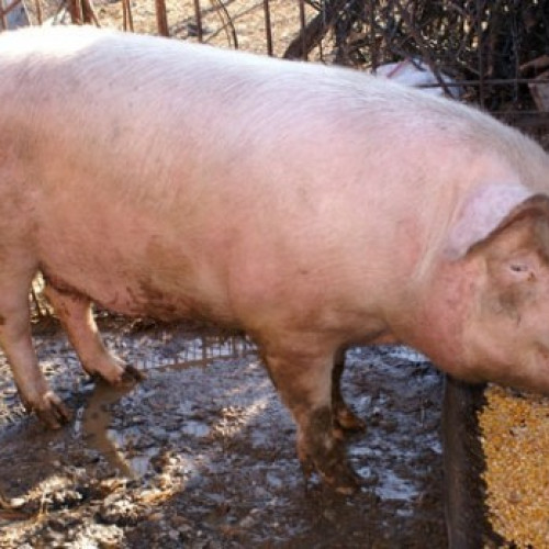 Alerte sanitare înainte de Ignat: măsuri importante pentru sacrificarea porcilor