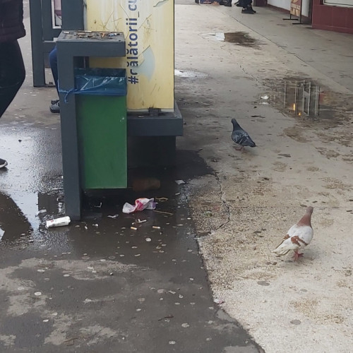 Porumbeii din Galați: O prezență constantă în spațiile publice