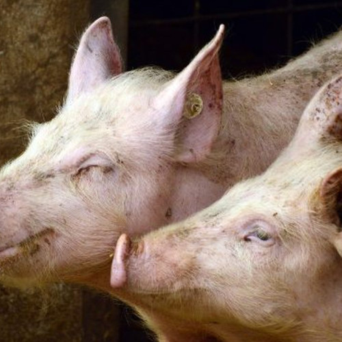 Examen pentru identificarea Trichinella spp. în carnea de porc în Dâmbovița