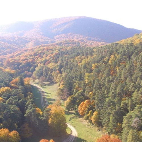 Camera Deputaților adoptă Codul Silvic, un pas crucial pentru gestionarea pădurilor din România