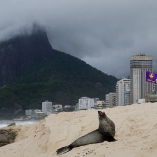 Un leu de mare a fost observat pe plaja Ipanema din Rio de Janeiro