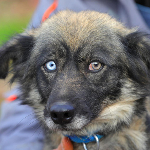 Ronny, cățeaua căutând o familie iubitoare în Constanța
