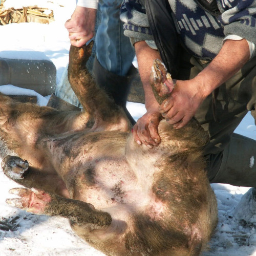 Taierea porcului, activitatea singură permisă în ziua de Ignat