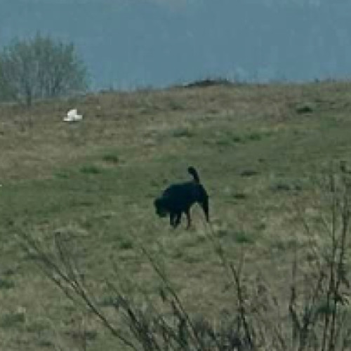 Un clujean semnalează problema câinilor periculoși lăsați liberi în oraș