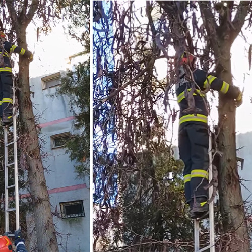 Salvarea unei pisici blocate în copac, realizată de pompierii din Medgidia