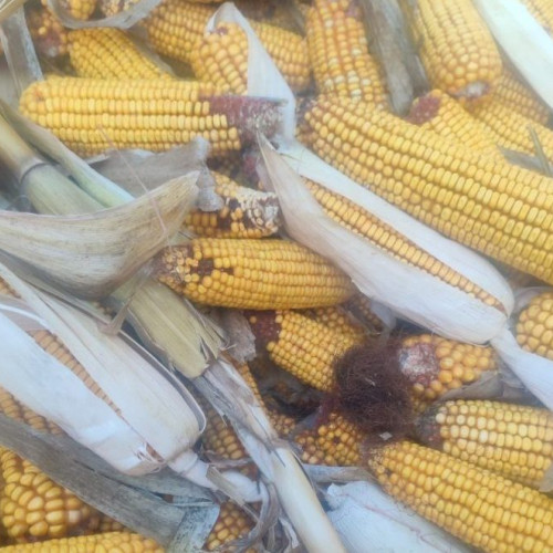 Consilierii din Alba vor stabili prețurile medii pentru produsele agricole în 2025