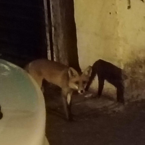 O nouă vulpe observată în cartierul Gheorgheni, creând îngrijorare printre locuitori
