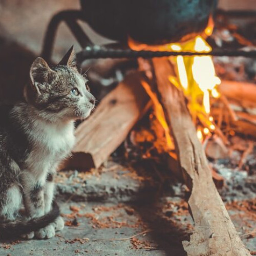 IGSU avertizează asupra măsurilor de siguranță în bucătărie pentru prevenirea incendiilor