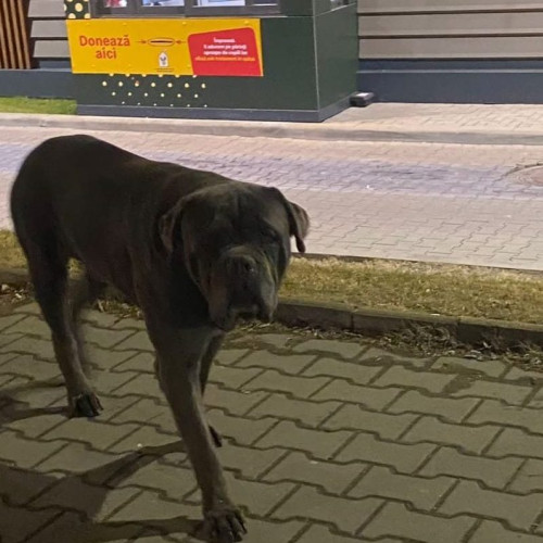 Jandarmii din Alba au intervenit pentru salvarea unui câine speriat