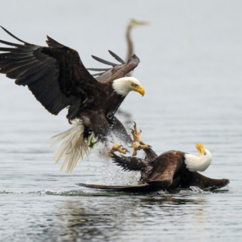 Vulturul cu cap alb devine oficial pasărea națională a SUA