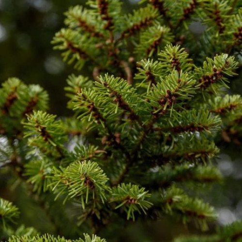 Leroy Merlin lansează campania de vânzare sustenabilă a brazilor naturali de Crăciun
