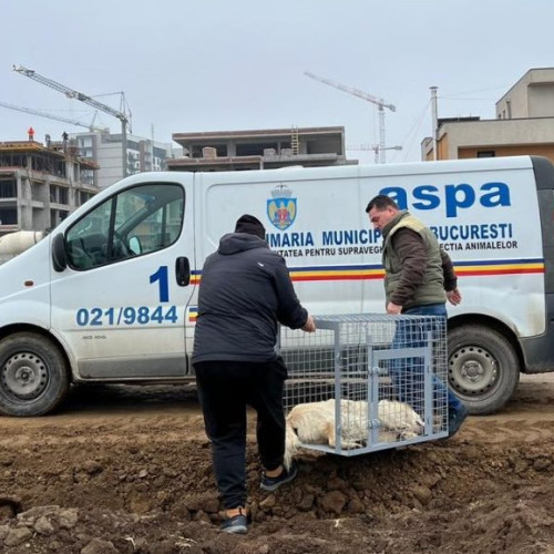 Peste 8.330 de animale sterilizate gratuit în București în 2024