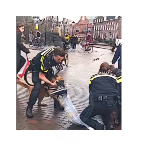 România marginalizează câinii de serviciu în favoarea unor abordări discutabile