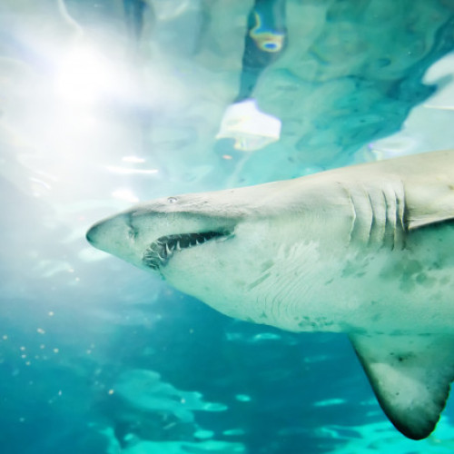 Un turist italian a fost ucis de un rechin în Marea Roșie