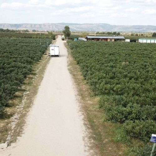 Evergent Investments își extinde afacerile în domeniul producerii afinelor