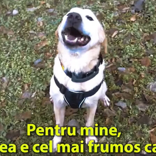 Huston, câinele de serviciu al Jandarmeriei Române, îndeamnă la liniște de Revelion