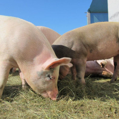 Trei focare de pestă porcină africană din comuna Simian, asanate