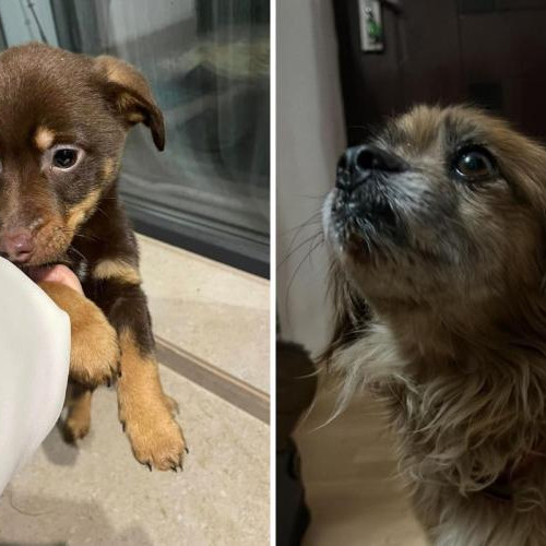 Noaptea de Revelion aduce panica pentru animalele de companie din Cluj-Napoca