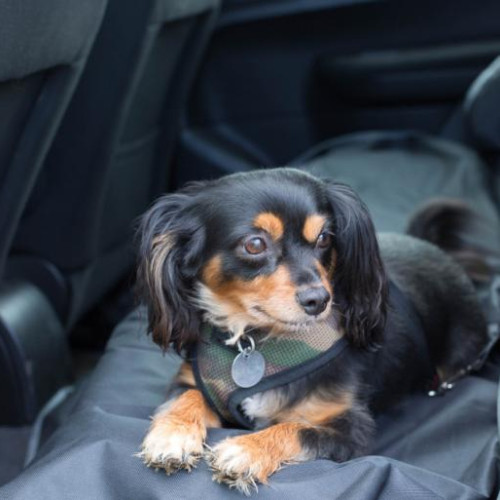 O clujeancă semnalează probleme cu serviciul de ridesharing pentru animale de companie