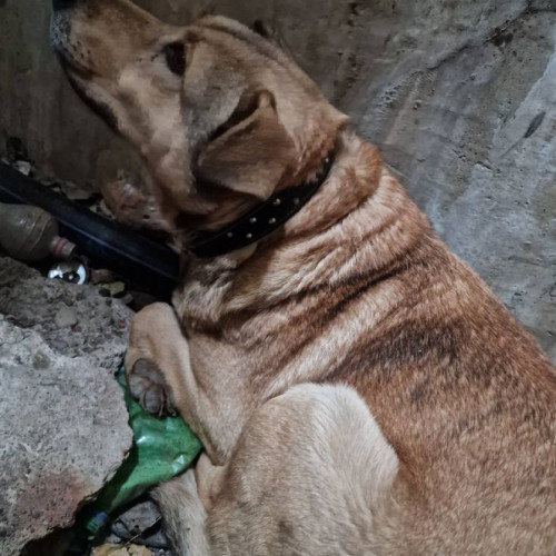 Intervenție de salvare în Galați: un cățel de 50 de kilograme, recuperat dintr-un canal