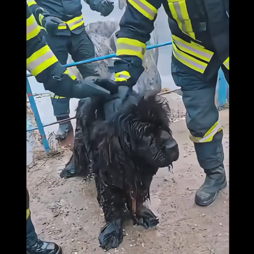 Câine salvat din apele canalului Timișului Sec de către pompierii din Brașov