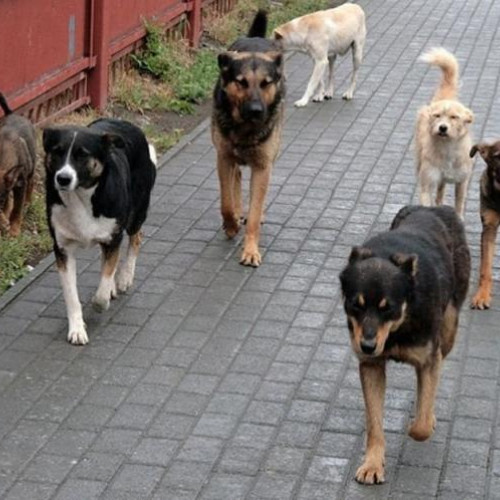 Femeie atacată de o haită de câini în comuna Florești, judetul Cluj