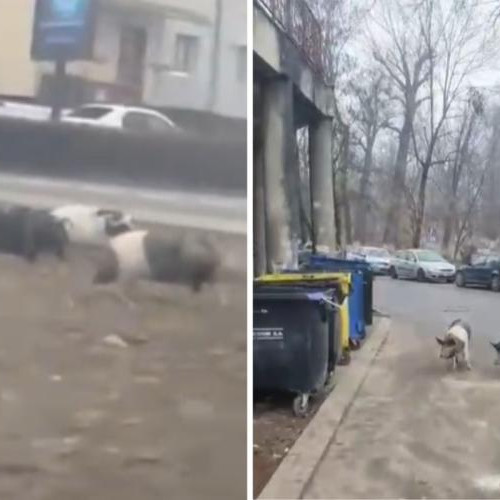 Trei porci domestici plimbându-se pe străzile din Turda
