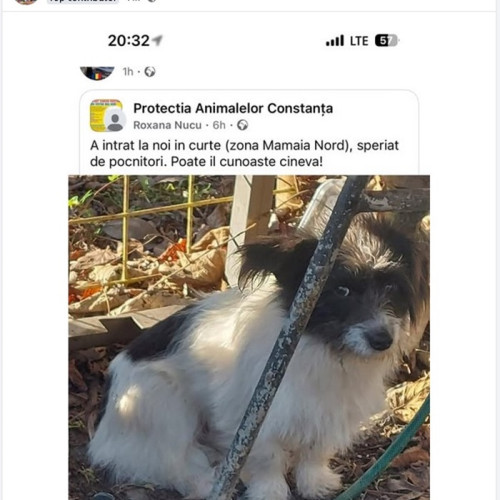 Câini și pisici rătăciți în Constanța după zgomote asurzitoare