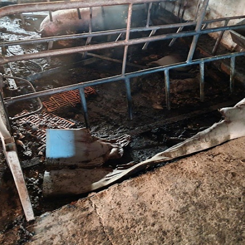 Incendiu la o fermă de porci din Moftinu Mare, peste 600 de animale salvate