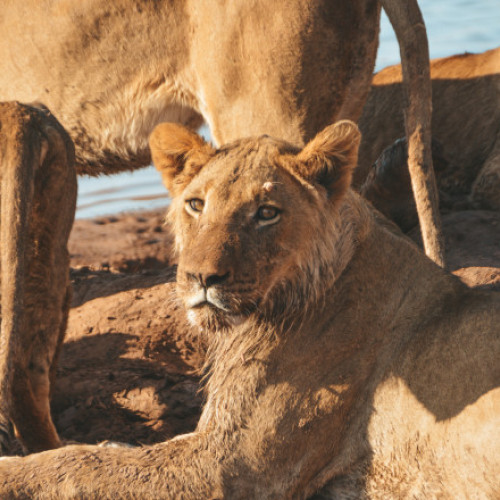 Un băiat de opt ani supraviețuiește cinci zile într-un parc de vânătoare din Zimbabwe