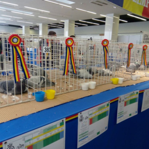 Expozitia Națională Columbofilă a României se va desfășura pe 25 ianuarie la Alba Iulia