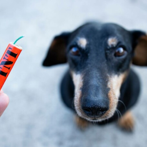 Un câine mutilat de o petardă, zeci de animale afectate de zgomotul de Revelion