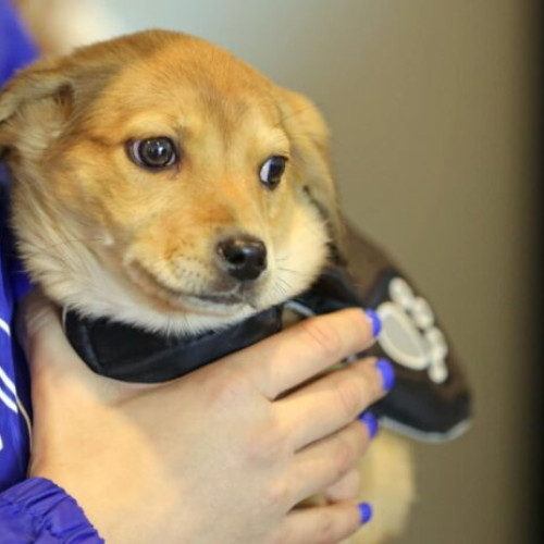 Sărbătorile pot provoca stres pentru încălzirea animalelor de companie