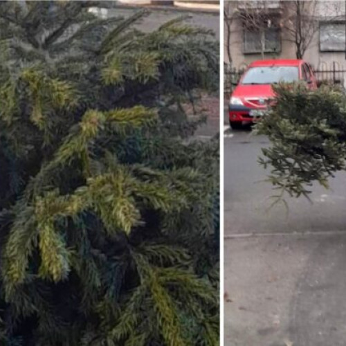 Primăria Sectorului 3 solicită respectarea punctelor de colectare pentru bradul de Crăciun
