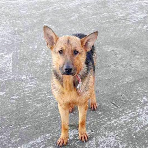 Câine lup salvat de la înec în stațiunea Mamaia